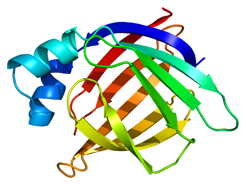 ttps://upload.wikimedia.org/wikipedia/commons/d/d6/Protein_FABP2_PDB_1kzw.png