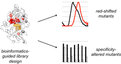 Table of contents image for Statistical Coupling Analysis-Guided Library Design for the Discovery of Mutant Luciferases