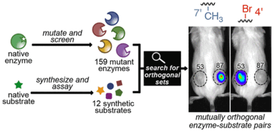 Table of contents image for Parallel Screening for Rapid Identification of Orthogonal Bioluminescent Tools