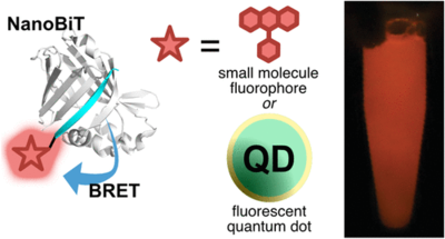 Table of contents image for Semisynthetic, Multicolor Probes for Bioluminescence Imaging